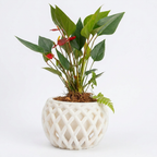 Connected Planter