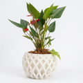 Connected Planter